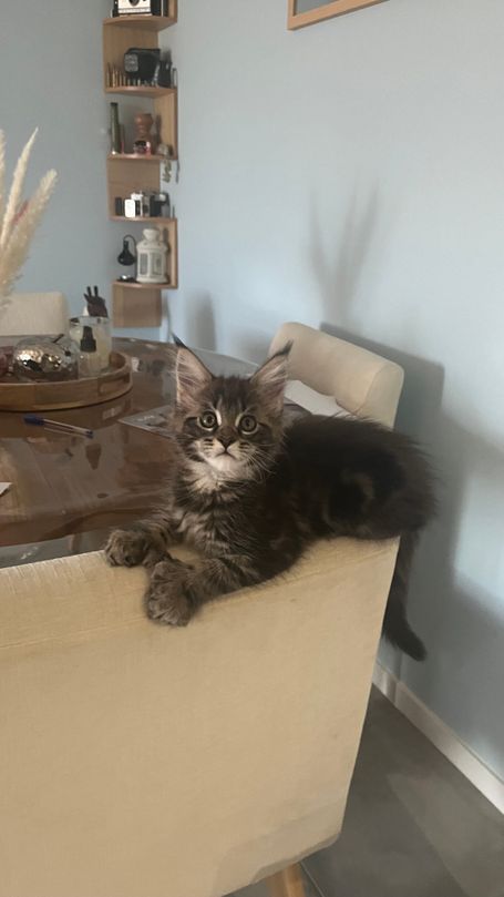 Femelle dispo polydactyle 