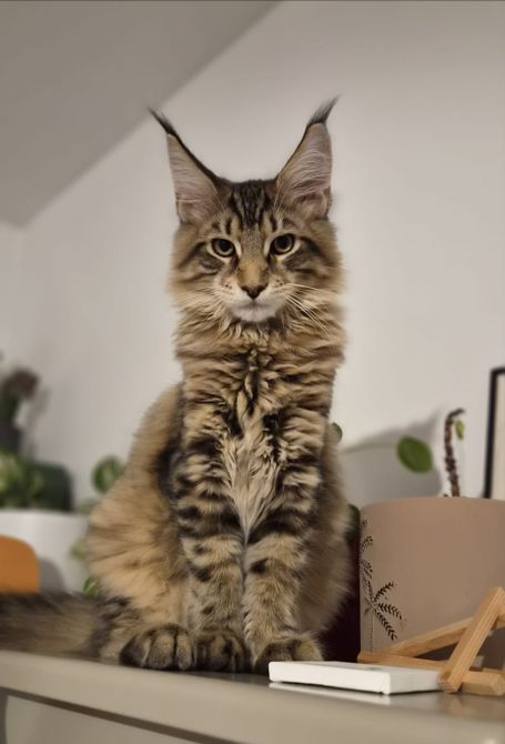 Vhagar