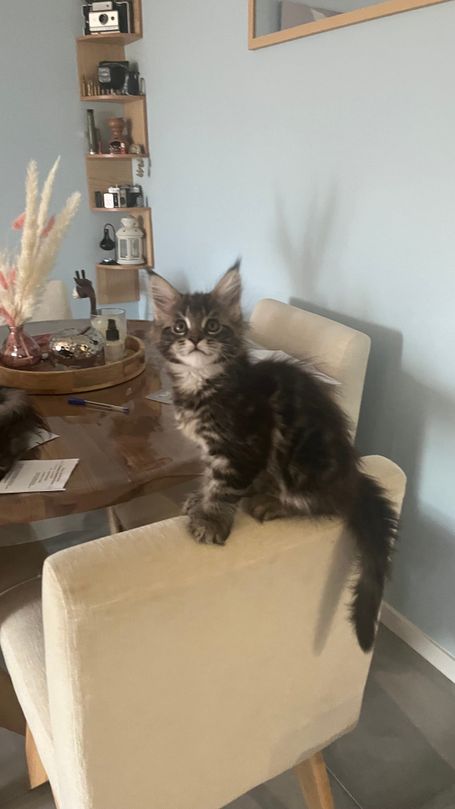 Femelle dispo polydactyle 