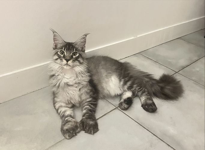 Bou